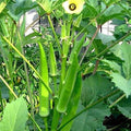 Lady Finger (Hybrid Seeds)