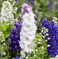 Larkspur Flowering (Hybrid Seeds)