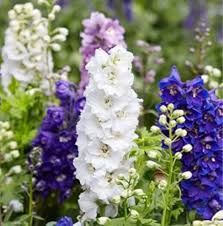 Larkspur Flowering (Hybrid Seeds)