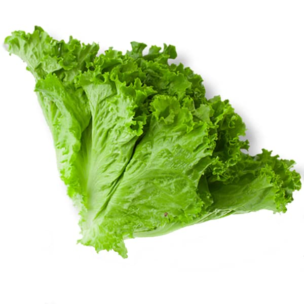 Lettuce (Hybrid Seeds)