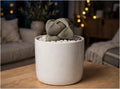 Lithops 4 (Bare Rooted)