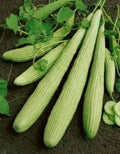 Long Melon (Hybrid Seeds)