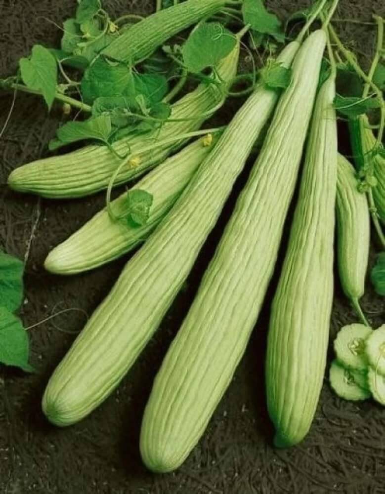 Long Melon (Hybrid Seeds)