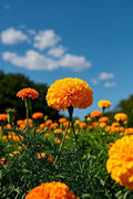 Marigold Yellow (Hybrid Seeds)