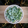 Mini Echieveria (Bare Rooted)