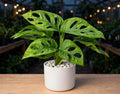 Monstera Adansonii - Broken Heart (Bare Rooted)