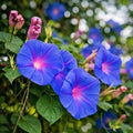 Morning Glory Purple (Hybrid Seeds)