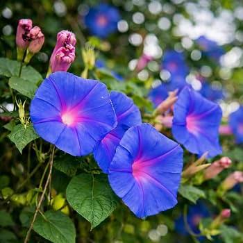 Morning Glory Purple (Hybrid Seeds)