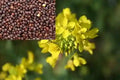 Mustard (Hybrid Seeds)