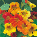 Nasturtium Flowering (Hybrid Seeds)