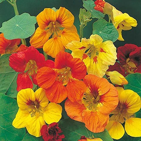 Nasturtium Flowering (Hybrid Seeds)