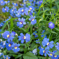 Nemesia Blue (Hybrid Seeds)
