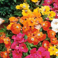 Nemesia (Hybrid Seeds)