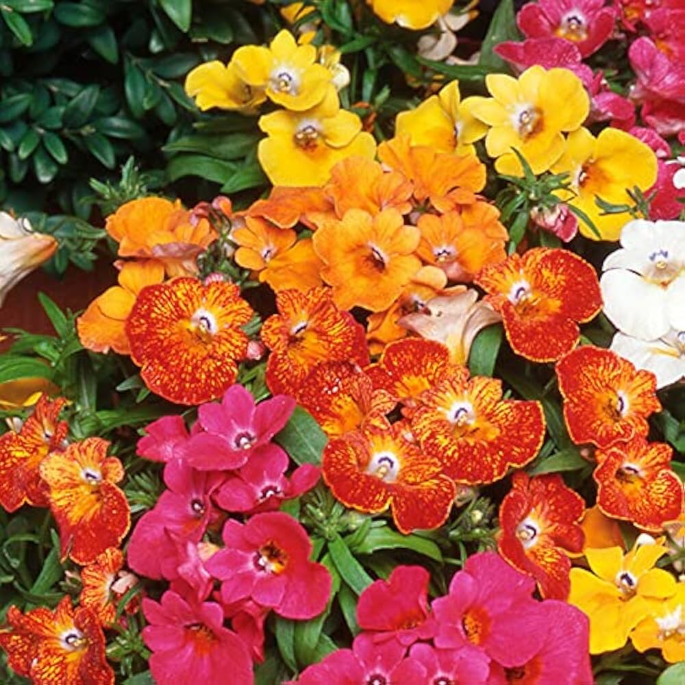 Nemesia (Hybrid Seeds)