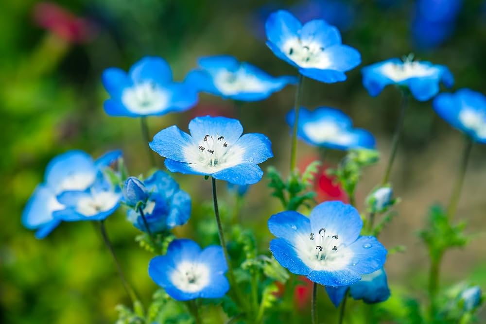 Nemophila Blue (Hybrid Seeds)