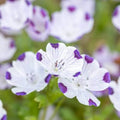 Nimophila Five spot (Hybrid Seeds)
