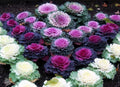 Ornamental Kale Flowering (Hybrid Seeds)