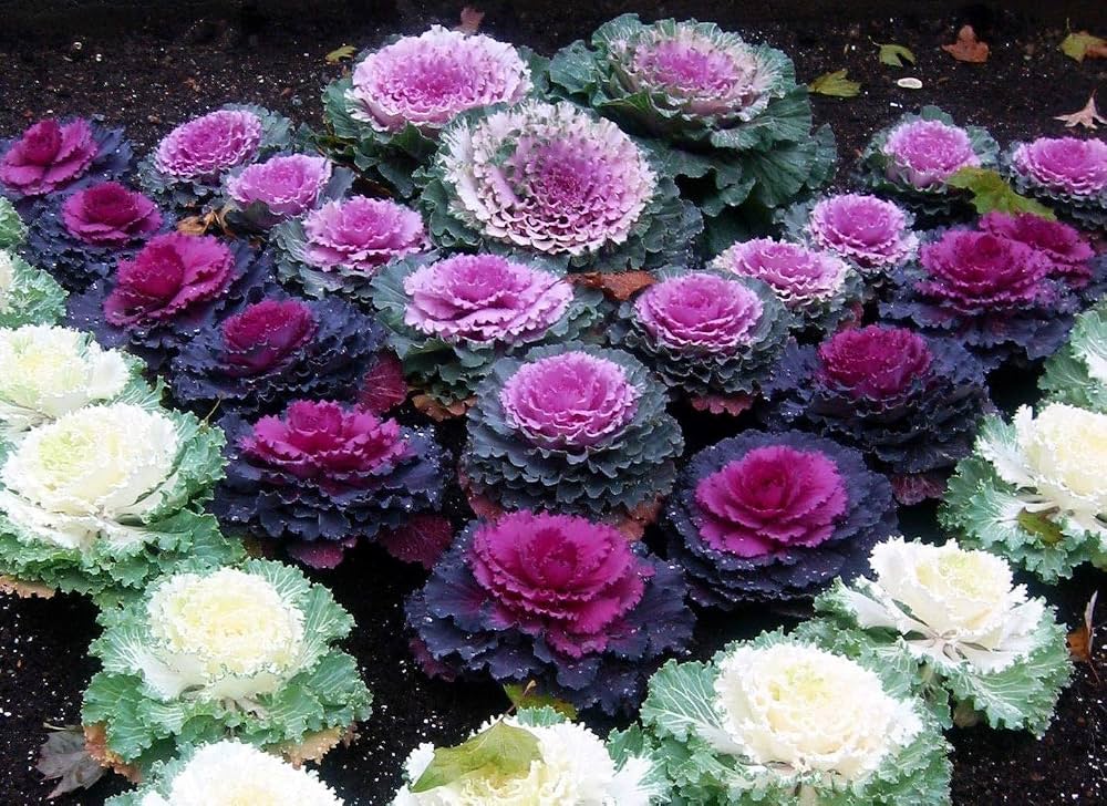 Ornamental Kale Flowering (Hybrid Seeds)