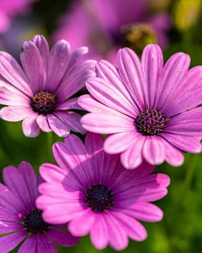 Osteospermum Flowering (Hybrid Seeds)