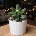 Pachyphytum compactum (Bare Rooted)