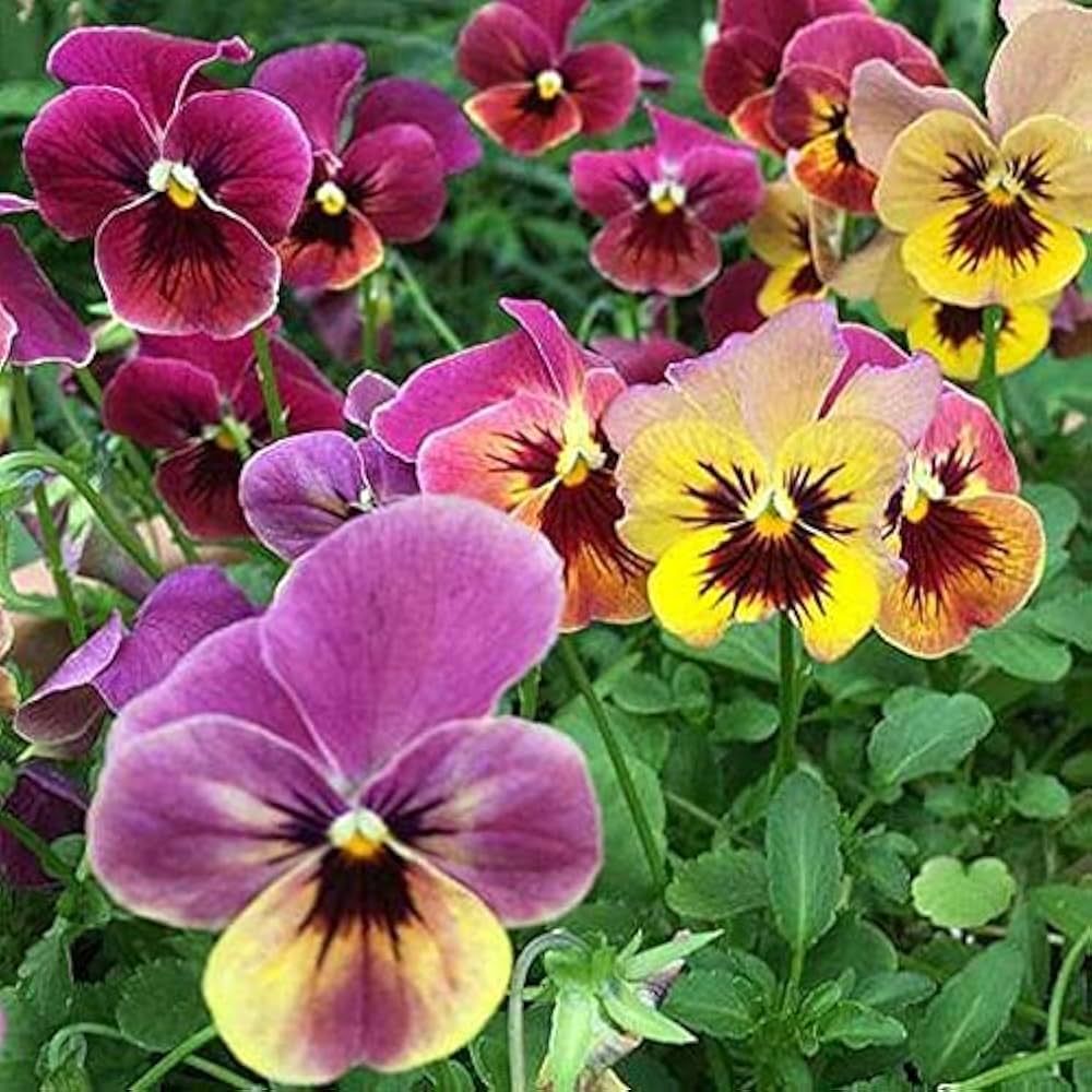 Pansy (Hybrid Seeds)