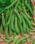 Peas (Hybrid Seeds)