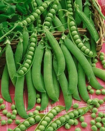 Peas (Hybrid Seeds)
