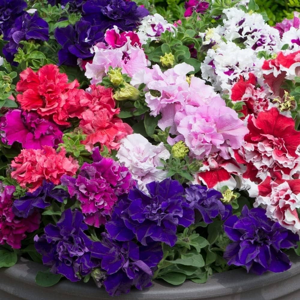 Petunia (Hybrid Seeds)