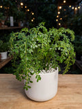 Pilea Microphylla (Bare Rooted)