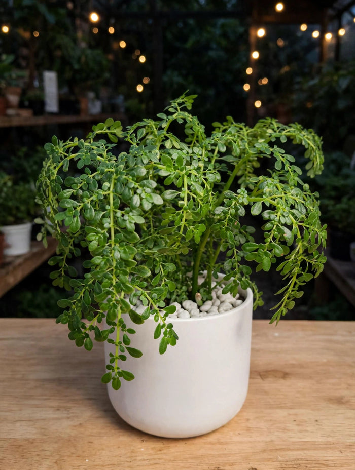 Pilea Microphylla (Bare Rooted)
