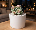 Pink Moonstone (Bare Rooted)