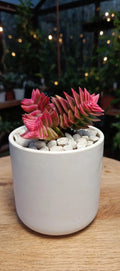 Pink Pagoda Village (Bare Rooted)