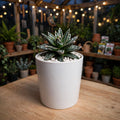 Queen Victoria Agave (Bare Rooted)