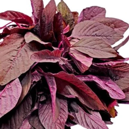 Red Amaranthus (Hybrid Seeds)