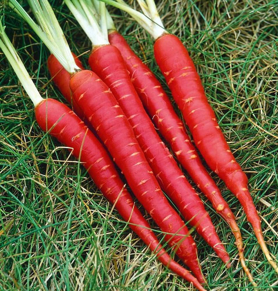 Red Carrot (Hybrid Seeds)