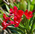 Red Poppy Flowering (Hybrid Seeds)