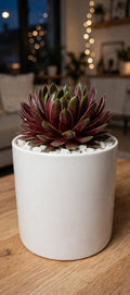 Red and Green Sempervivum (Bare Rooted)