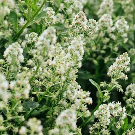 Reseda Flowering (Hybrid Seeds)