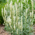 Reseda Odorata (Hybrid Seeds)