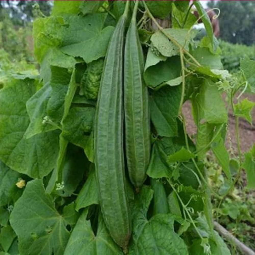 Ridge Gourd (Hybrid Seeds)