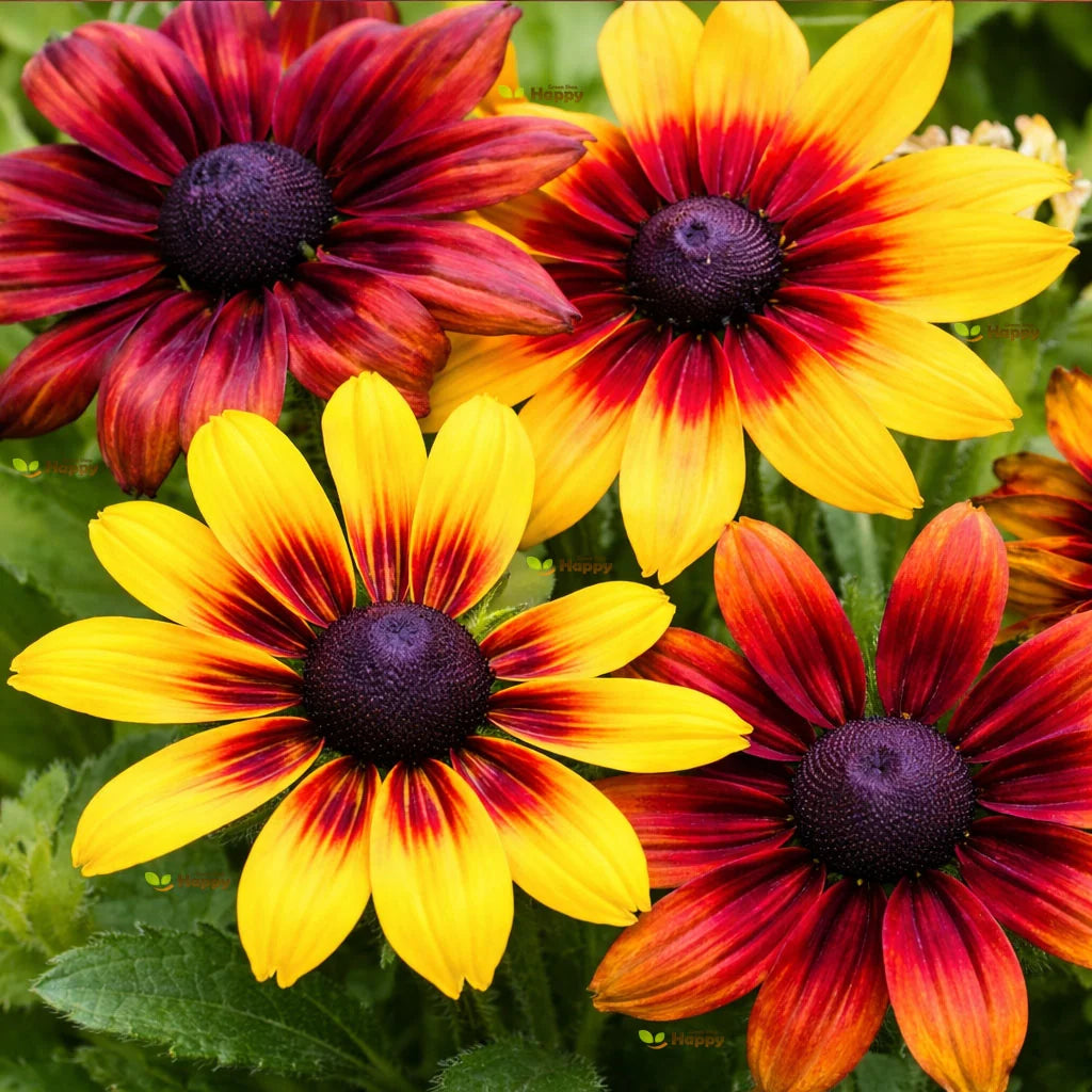 Rudbeckia Dwarf (Hybrid Seeds)