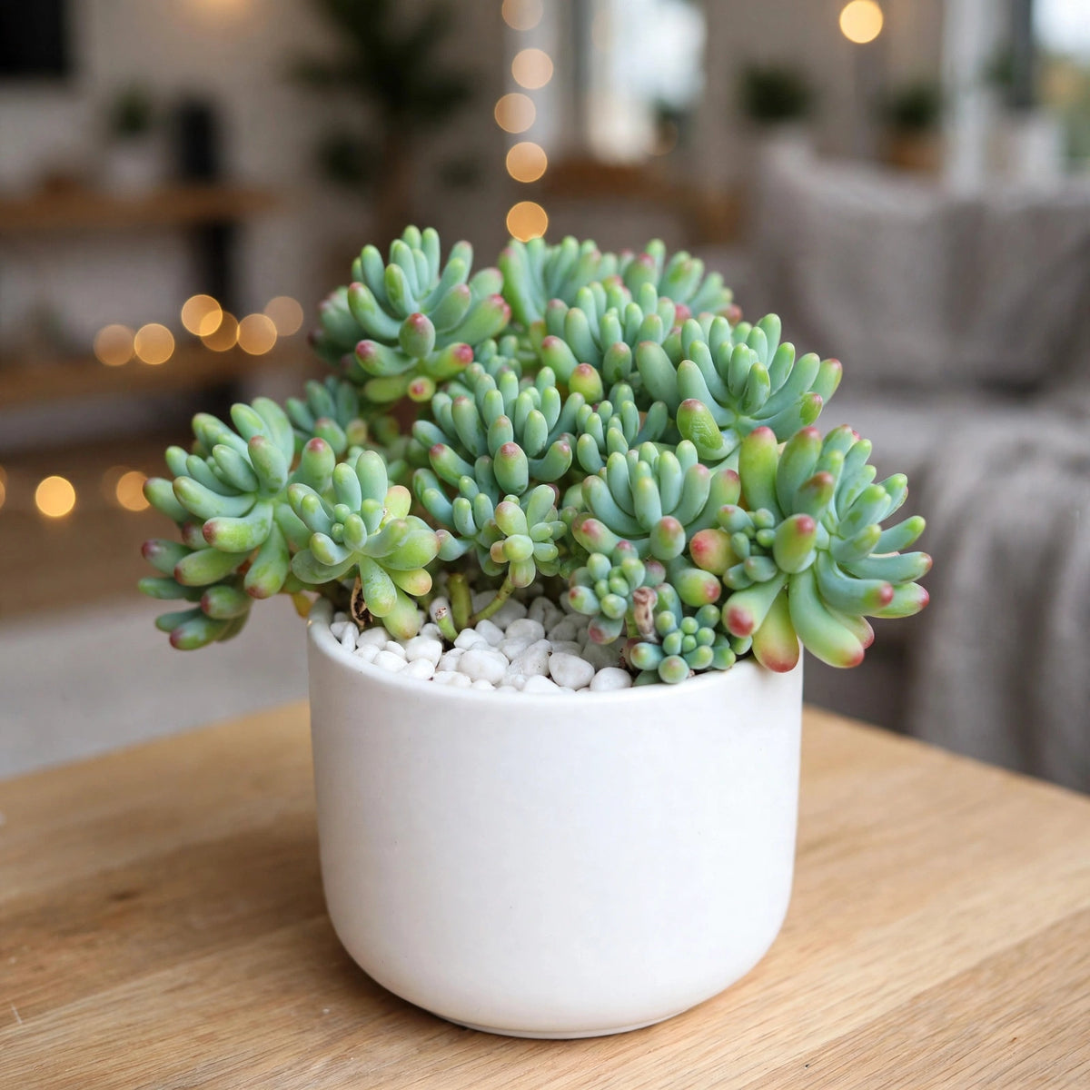 SEDUM-BANANA (Bare Rooted)
