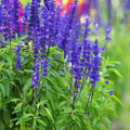 Salvia Blue (Hybrid Seeds)