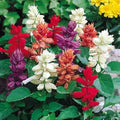 Salvia Mix (Hybrid Seeds)