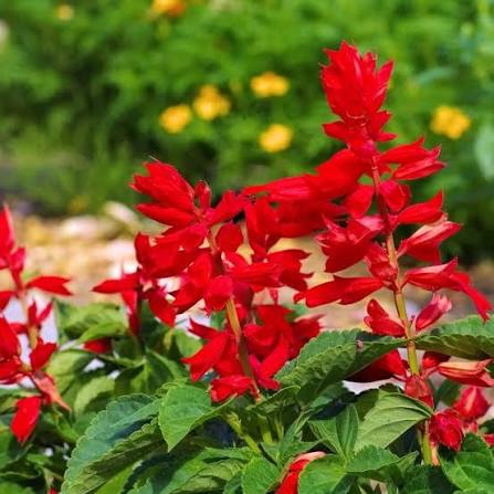 Salvia  Red Salvia (Hybrid Seeds)