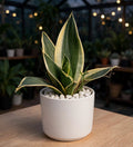 SEDEAVARIA (Bare Rooted)