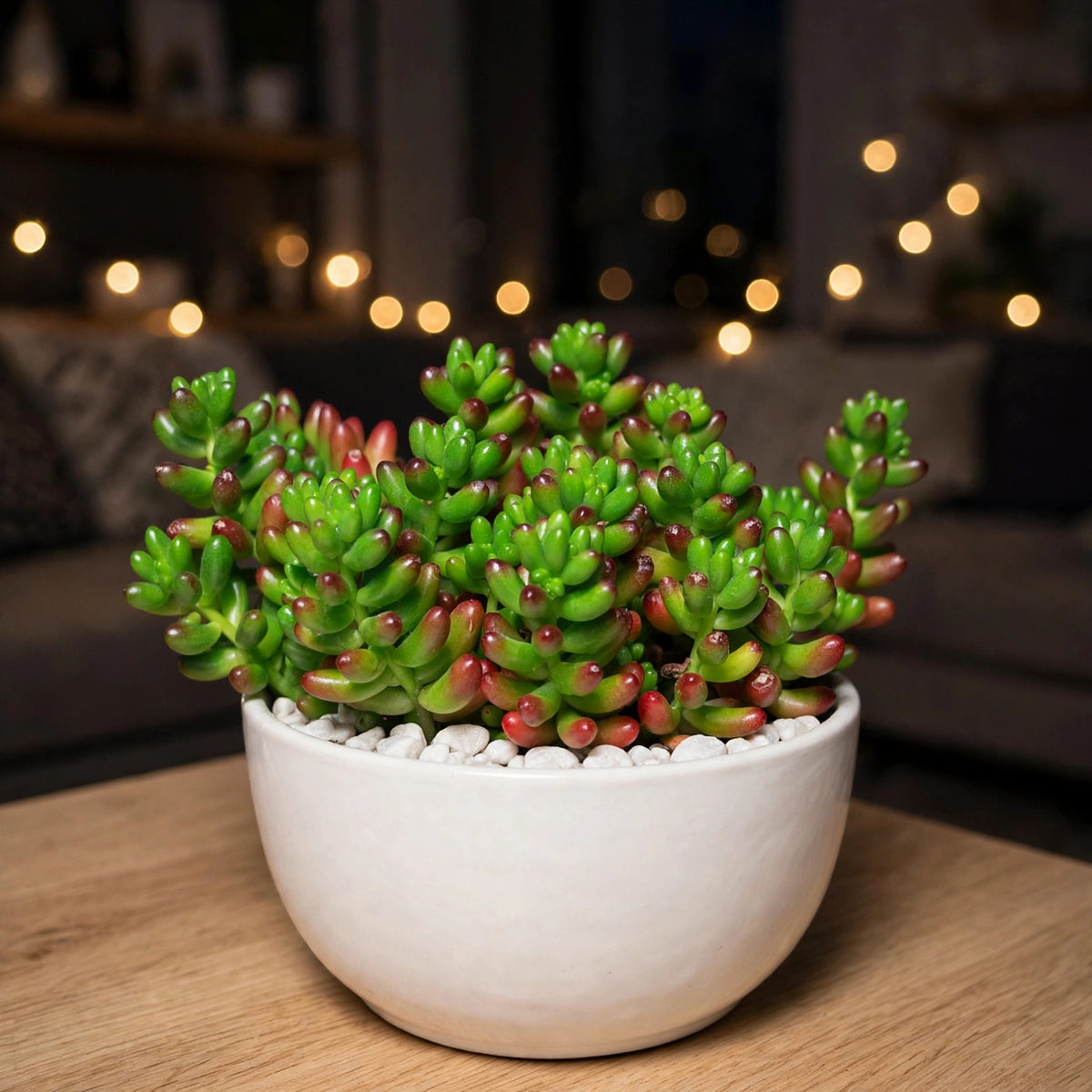 Sedum Rubrotinctum (Bare Rooted)