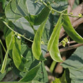 Sem Fali (Hybrid Seeds)