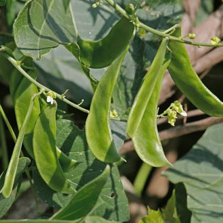 Sem Fali (Hybrid Seeds)