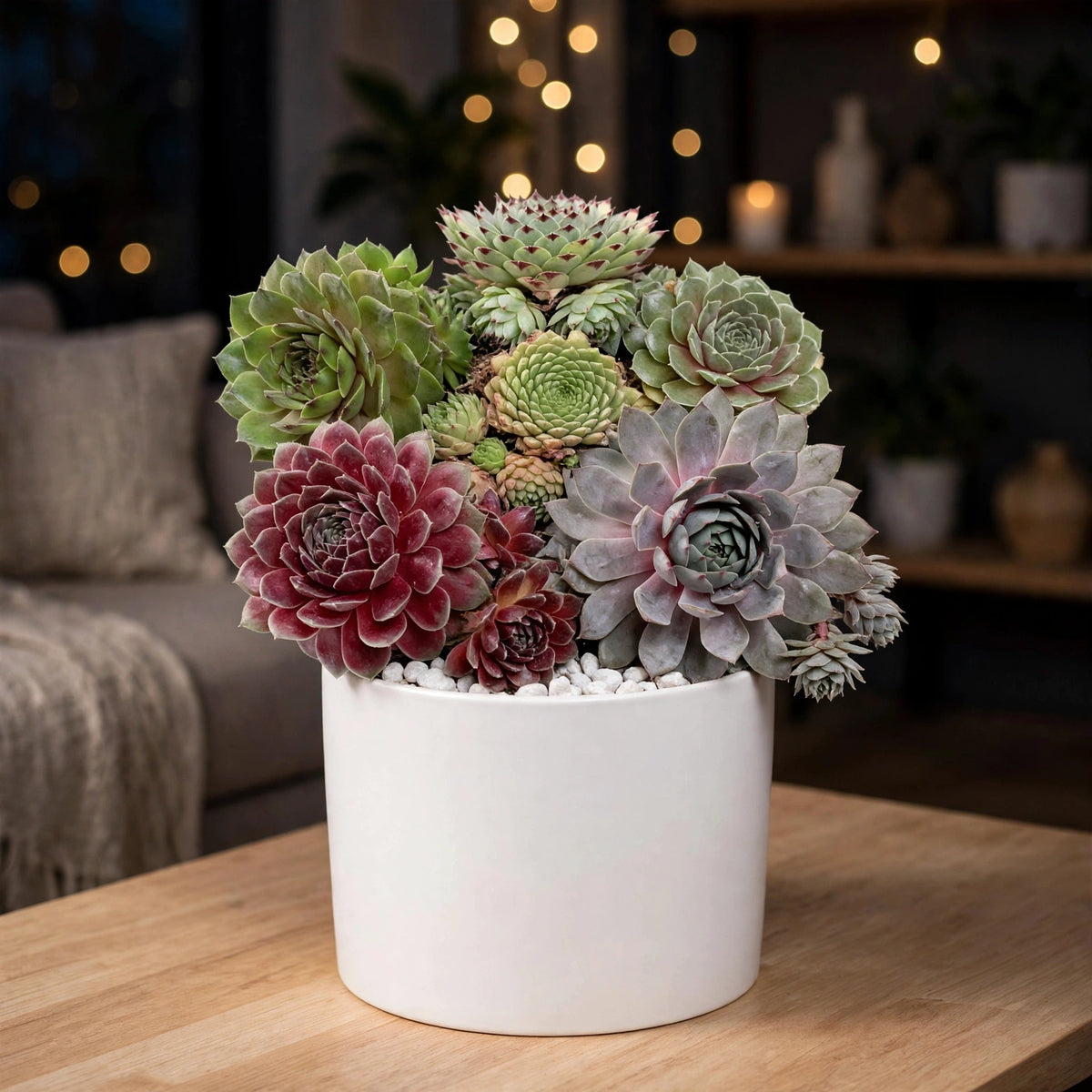 Sempervivum Combo (Set of 6) (Bare Rooted)